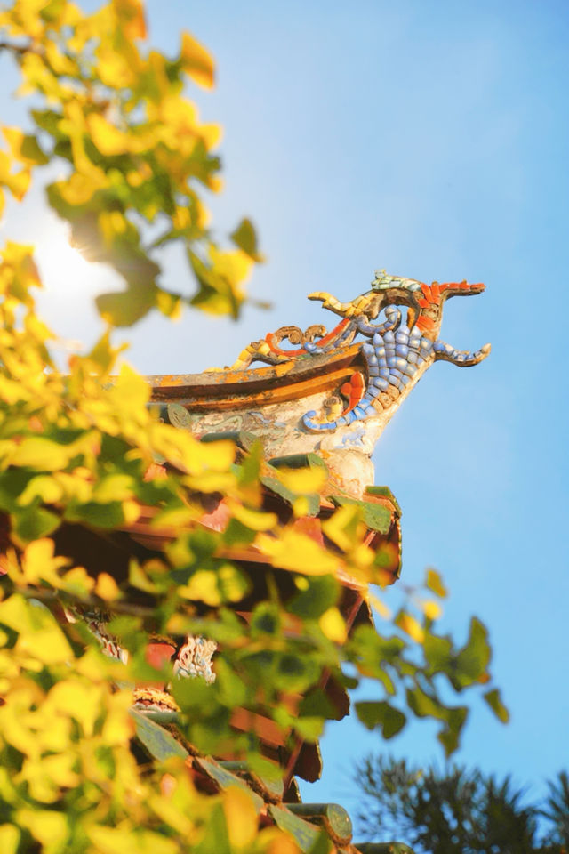 12月預告｜承天寺銀杏黃，是古城最絕的秋意