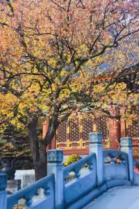 香山！這麼好看你要考研啊？！