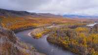額爾古納河絕美秋景自駕攻略油畫般的金色童話世界