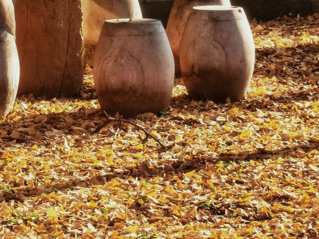 【西安】與千年銀杏來個約定