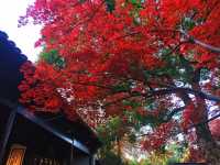 12月初實探｜無錫惠山古鎮，邂逅一場盛大的江南深秋