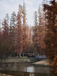 12月限定水杉紅海