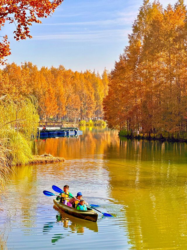 梧桐金雨絕絕子！世紀公園秋日限定攻略