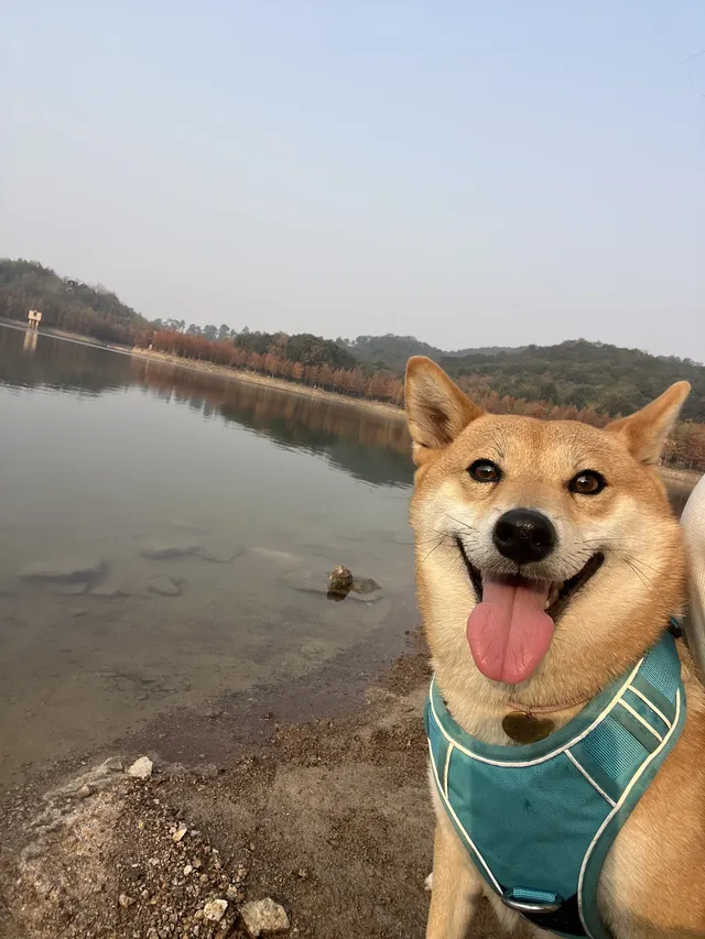 12.1實況live紹興鳳凰山美翻了!!!!!! 12.1實況live紹興鳳凰山美翻了!!!!!!