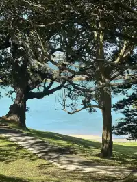 奧克蘭季節限定紫色藍花楹