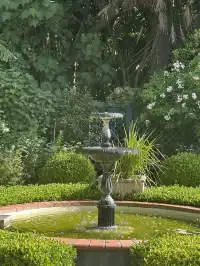 奧克蘭季節限定紫色藍花楹