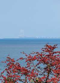 珠海望海亭賞花絕美機位