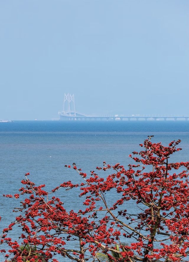 珠海望海亭賞花絕美機位