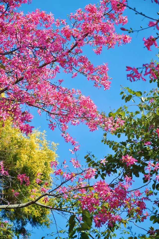 佛山異木棉花海驚艷綻放秒穿越粉紅春天! 佛山異木棉花海驚艷綻放秒穿越粉紅春天!