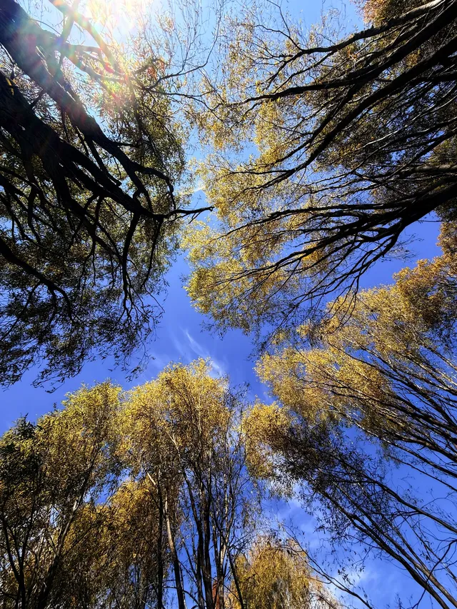 12月洱海!闖入現實版《小森林》紅杉秘境! 12月洱海!闖入現實版《小森林》紅杉秘境!