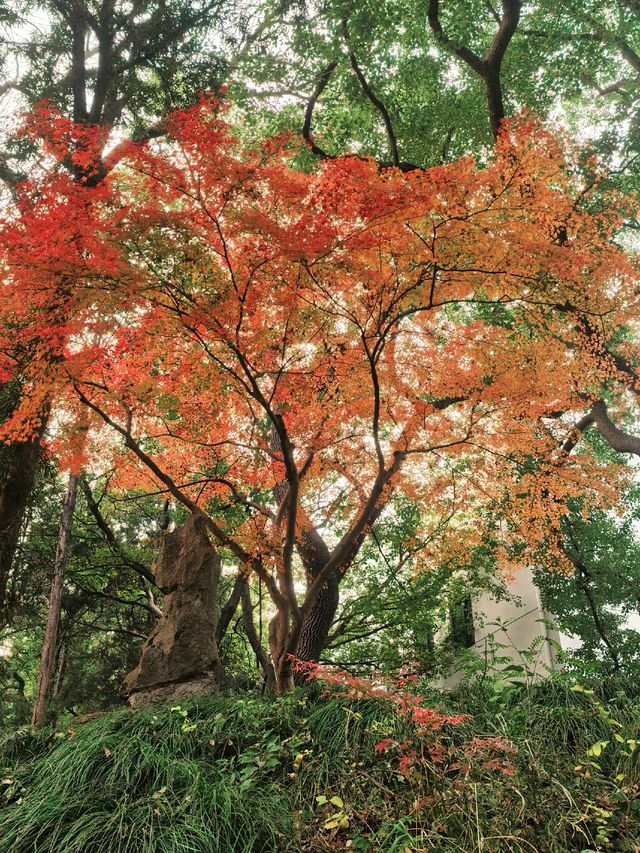 葉園秋深 | 一庭朱色染畫簷 葉園秋深 | 一庭朱色染畫簷