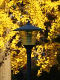 魔都冬日限定延中廣場公園的秘密花園超好拍!