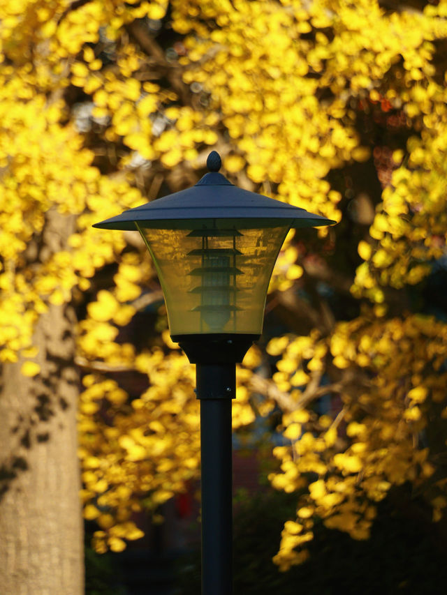 魔都冬日限定延中廣場公園的秘密花園超好拍! 魔都冬日限定延中廣場公園的秘密花園超好拍!