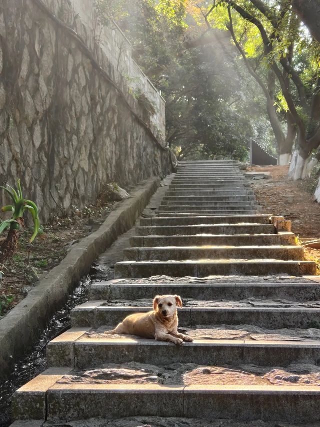 冬日泉州｜清源山的絕美夕陽剪影