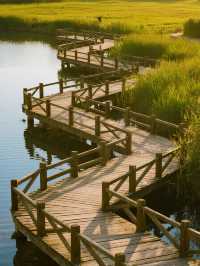 12月實況！上海這片水上森林，娃看呆了