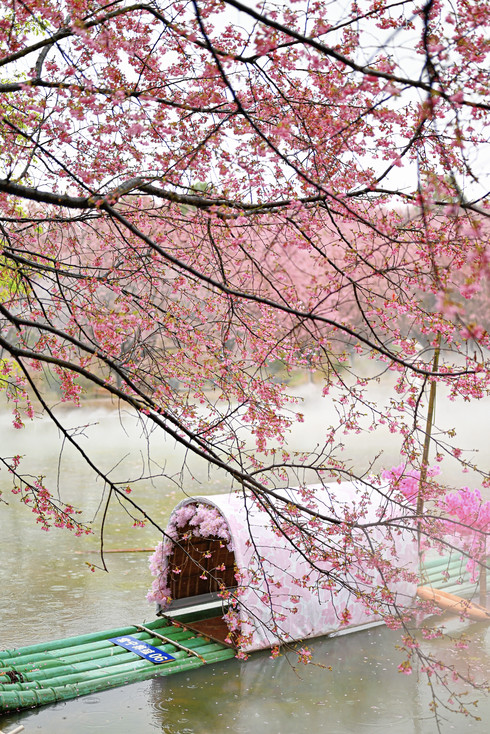 常寧百万桜花園｜没入型の桜鑑賞＆撮影＆遊びガイド | Trip.com 常寧