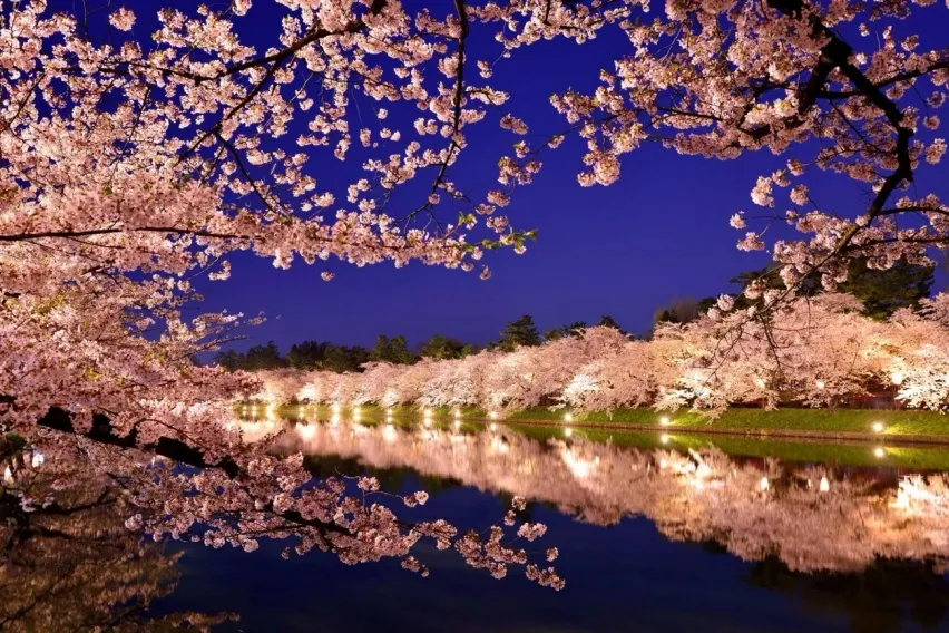 Japan's Six Major Night Cherry Blossom Spots Illuminate the Romance of Spring Nights