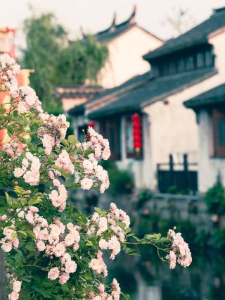 ทัวร์ชมเมืองโบราณฟรีสุดมหัศจรรย์ในเขตสามเหลี่ยมปากแม่น้ำแยงซี! สถานที่ลับเหล่านี้ช่างน่าทึ่งจริงๆ!