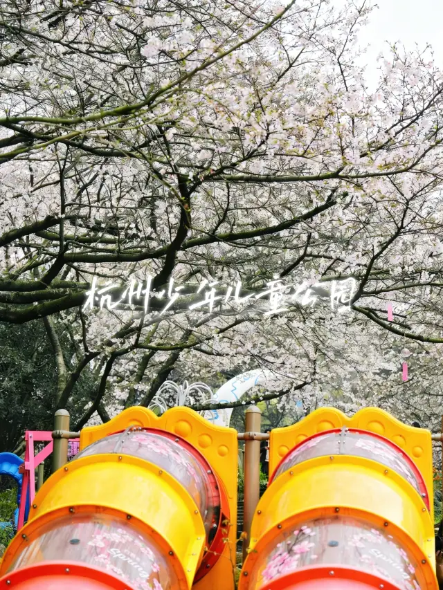Hangzhou Children’s Park｜Unlock the Ultimate Spring Cherry Blossom Experience for 15 RMB
