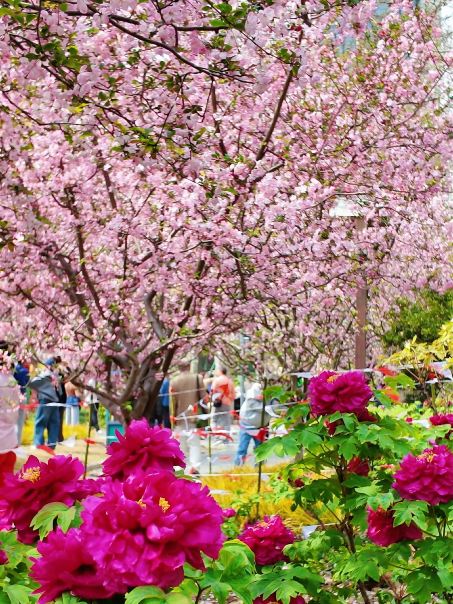 This begonia flower tunnel in downtown Shanghai has become