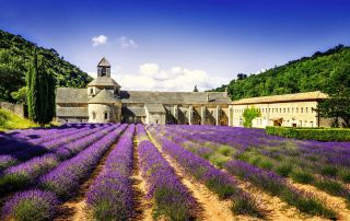 Provence | Seize the Flowering Season! Avoid a Disappointing Visit
