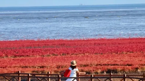Visit the Red Beach National Scenic Corridor in September for an autumn rendezvous — traveler post in Panjin