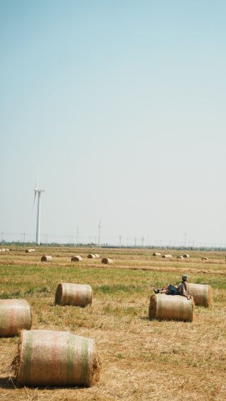 Ningbo | Catching the last of Ningbo's "hay bale Swiss rolls." Lucky enough to ride a limited-edition field tractor, watching egrets fly across the open fields and giant windmills slowly turning.