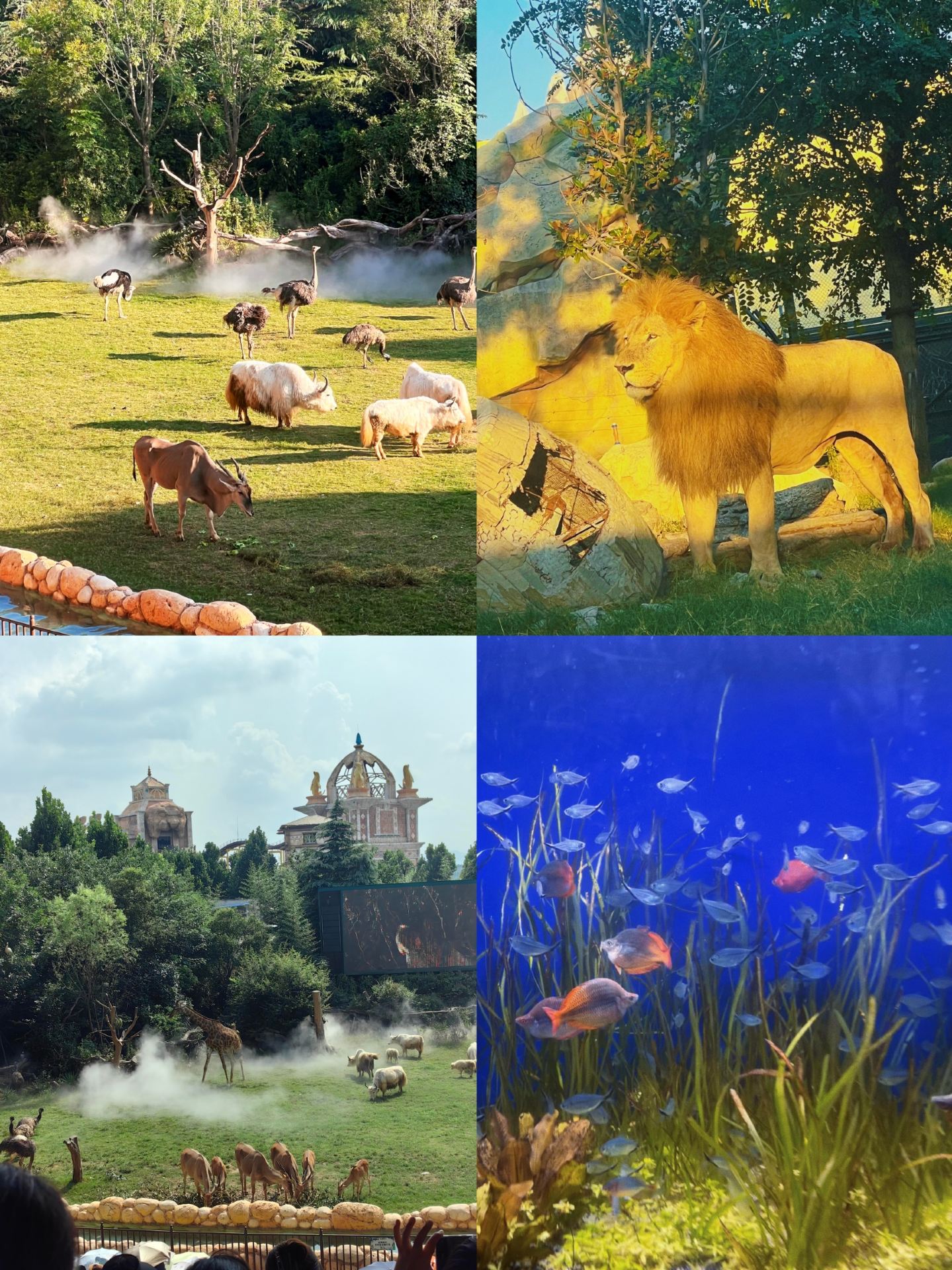 Real-life Zootopia! See wild animals, enjoy rides, and have a blast all in one place