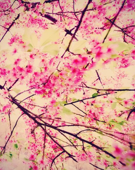 Aihaowa Village, Yijun, Tongchuan: The Sal Tree Scenic Spot's Patterned Pavement and Protected Viewing Area.