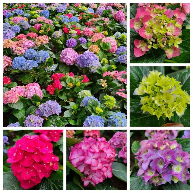 賞繡球花🌺樱花🥀@大埔海濱公園 