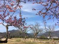 日本12座現存天守的城堡之一四國宇和島城