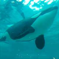 鴨川シーワールドは最強に可愛い生物がいっぱい