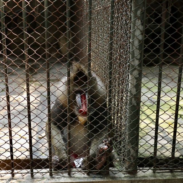 🦁 深圳野生動物園 | 親子好去處 🐼