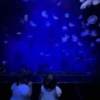 都内にある水族館！