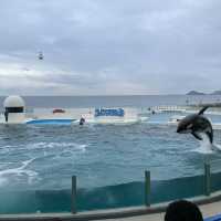 【千葉県】日本ではわずか2カ所のみ！鴨川シーワールドでシャチと対面！