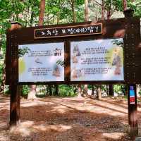 🍃 초록초록 피톤치드와 돌담 사이를 걷는 모정탑길 