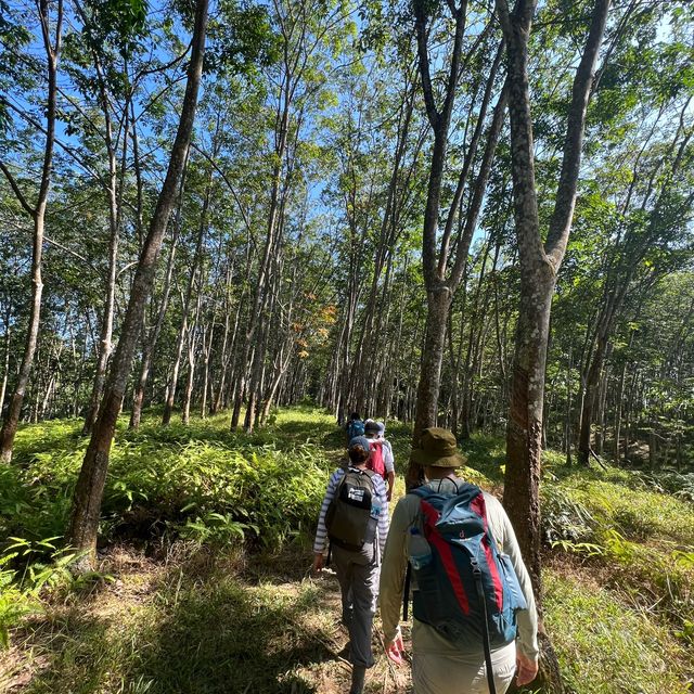 Jungle trek in Bukit Lawang - Indonesia
