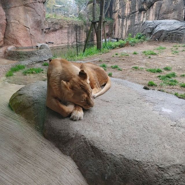 入場料 大人500円！大満足 天王寺動物園