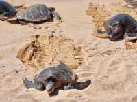 【ハワイ・マウイ島】ホヌ祭り！？🐢🐢