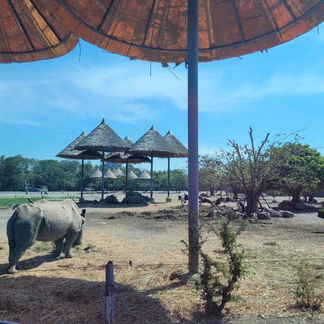 曼谷Safari World 