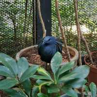 新年好去處之步步高陞。元朗公園百鳥塔