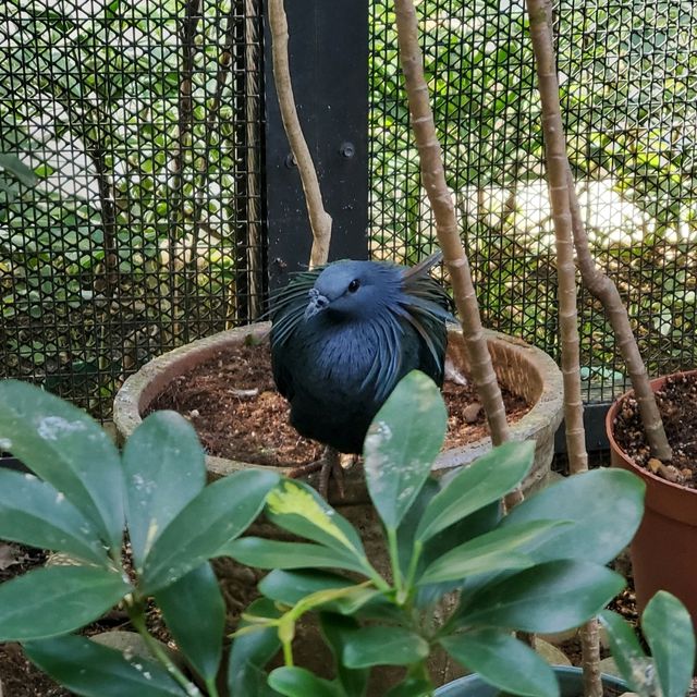 新年好去處之步步高陞。元朗公園百鳥塔