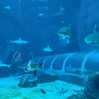 Lots of Marine Animals