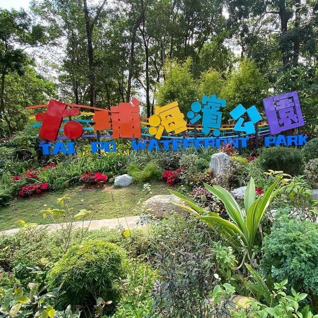 大埔海濱公園繡球花一樣咁燦爛👍👍👍