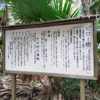宮崎県「青島神社」海とジャングルのパワースポット