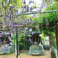 【香川】孔雀藤の岩田神社