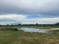 หนองสมอ(ทาม)