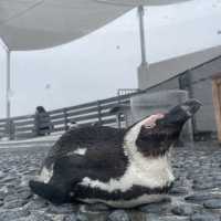 香川の映えスポットといえば【四国水族館🐠🫧】