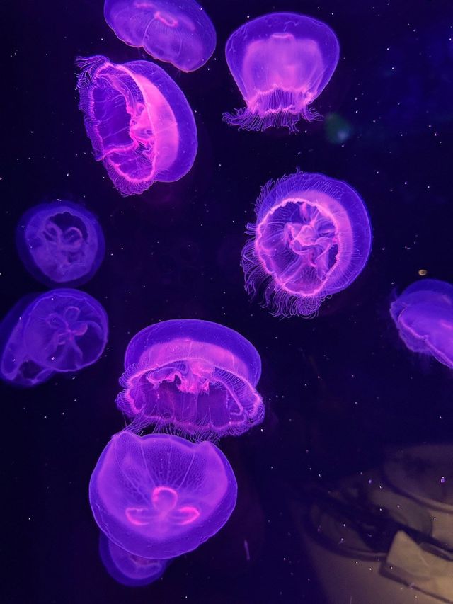 荃灣高級餐廳水母主題打卡一流