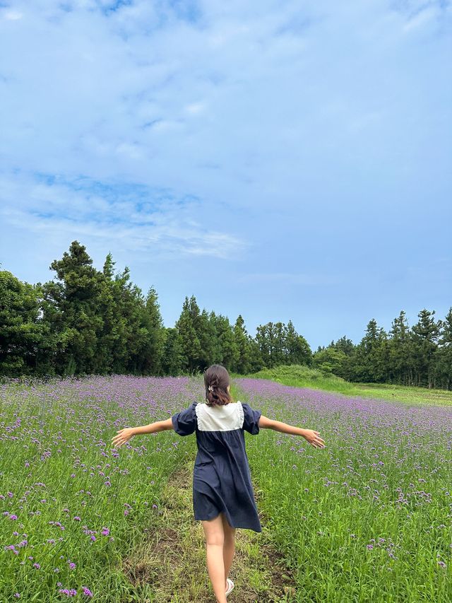 제주 버베나를 만날 수 있는 ’항파두리항몽유적지‘